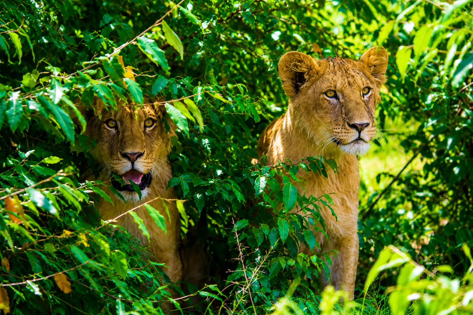 Two young lions watching from dense green foliage